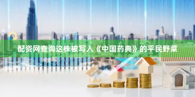 配资网查询这株被写入《中国药典》的平民野菜